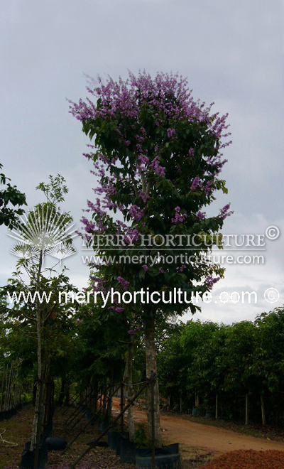 Lagerstroemia speciosa